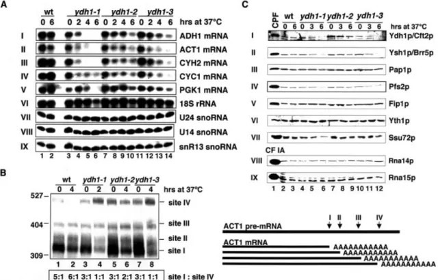 Figure 3. mRNAs are unstable in ydh1 mutant strains at restrictive temperature and the mutant strains are de®cient in the recognition of ACT1 poly(A) site in vivo