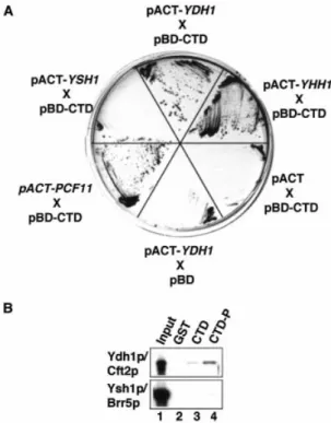 Figure 4. Ydh1p interacts with the CTD of RNAP II. (A) GAL4-based two- two-hybrid analysis