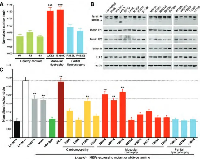 Figure 1. Myopathic mutations in LMNA have variable effects on nuclear stiffness. (A) Normalized nuclear strain measurements of skin fibroblasts from healthy controls (green) and human patients with LMNA mutations that cause EDMD (red) or FPLD (blue)