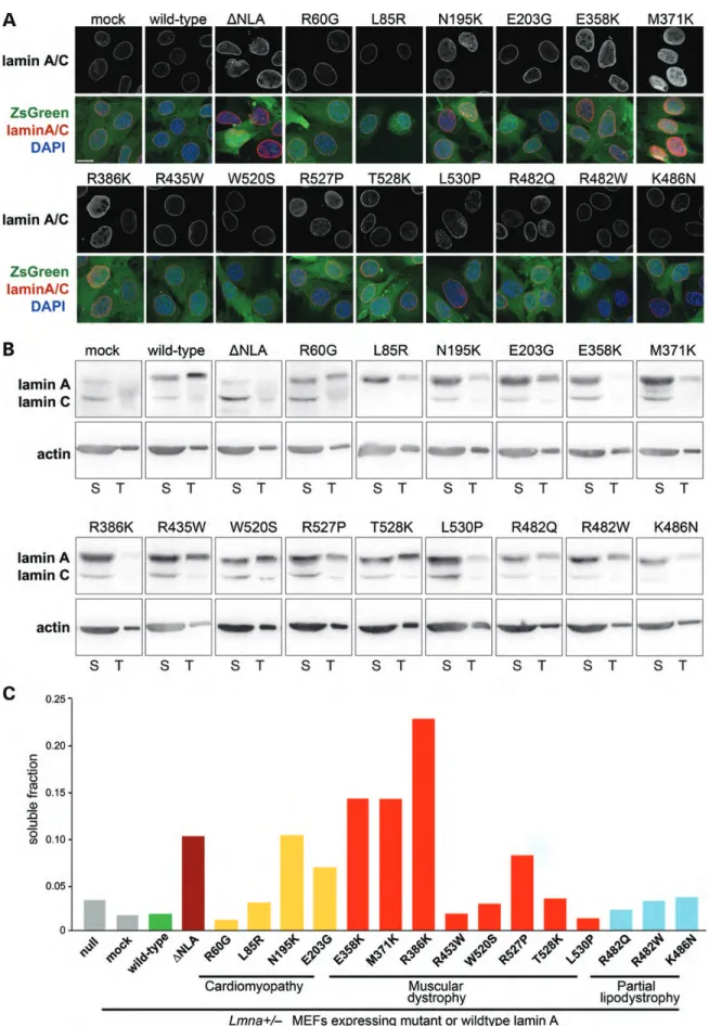 Figure 2. Myopathic lamin A mutations that cause defects in nuclear stability have increased nucleoplasmic distribution and are more soluble