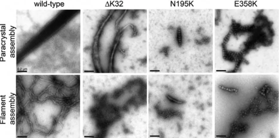 Figure 3. Impaired in vitro assembly of myopathic lamin A mutations that alter nuclear mechanical properties