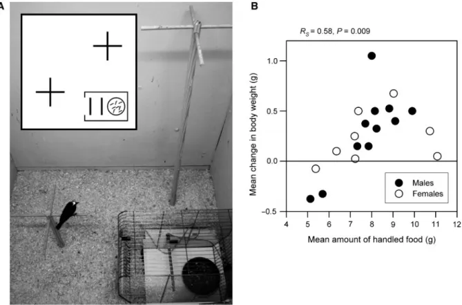 Fig. 3 Foraging and fuelling performance of migratory redstarts (Phoenicurus phoenicurus) at an artificial stopover site