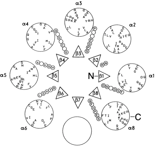 Fig. 2. Arrangement of predicted secondary structural elements and loops into an idealized TIM-barrel
