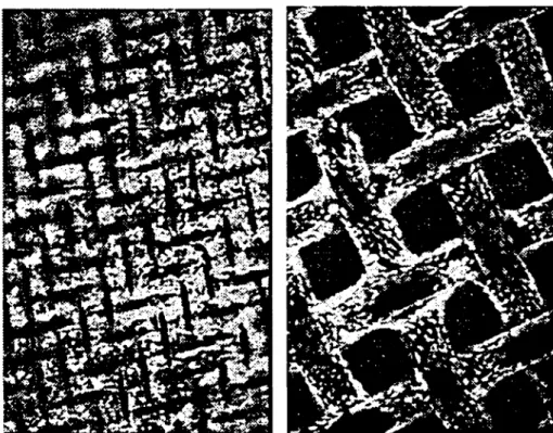 Figure I: Proliferation patterns of MC3T3-E1 cells on stainless steel scaffolds fter 2 days under static culture conditions