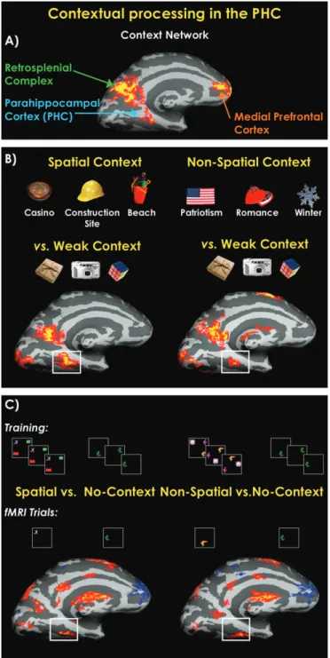 Figure 1. Spatial and episodic processing in the PHC. A comparison of Talairach coordinates from the spatial processing literature (17 studies) and the episodic memory literature (17 studies)