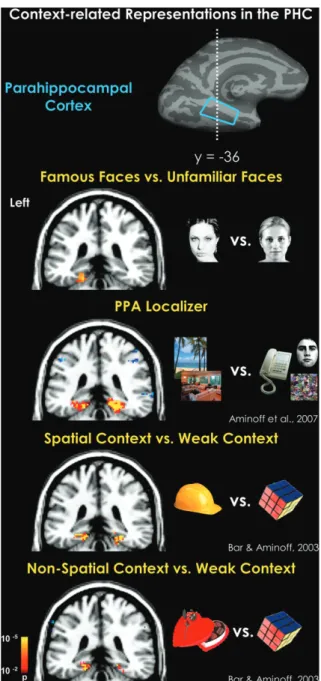 Figure 3. When various face stimuli (e.g., unfamiliar and famous faces) are contrasted with scrambled faces, activation is found within a distributed cortical network that includes visual, limbic, and prefrontal regions