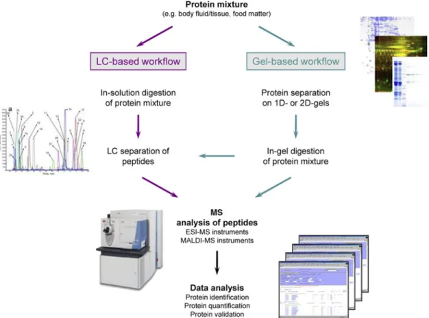 Fig. 1. (Colour online) Classical workflows in MS-based discovery proteomics. Both gel-based and liquid chromato- chromato-graphy (LC) based approaches are represented, with the latter increasingly taking over the proteomics business