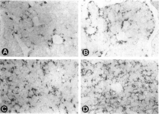 Figure 2. Immunocytochemical demonstration of prolactin (A-D) in representative sections of anterior pituitary glands of young adult (A) and old (B) male and of young adult (C) and old (D) female rats