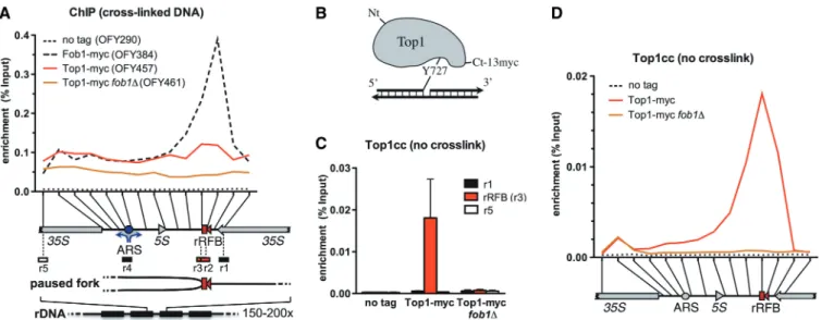 Figure 1. Top1ccs accumulate at the rRFB. (A) Mapping of Top1 in the rDNA by standard ChIP