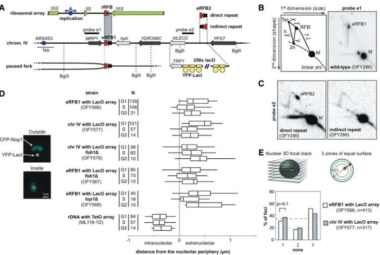 Figure 2. A 450-bp rRFB sequence is sufﬁcient to trigger a Top1cc signal outside the rDNA