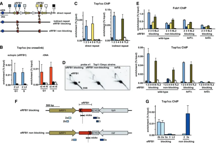 Figure 3. Top1cc enrichment at an eRFB is strand-speciﬁc and independent of RF stalling