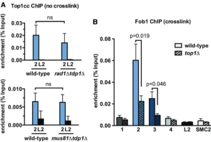 Figure 4. Stabilization of Top1cc at the eRFB1. (A) Contribution of irreversible-Top1cc repair pathways to Top1cc enrichment at the eRFB1