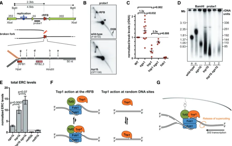 Figure 5. Function of Top1cc at the rRFB and link with previously reported DSBs. (A) Map of one rDNA unit and close-up on the DNA nicks (a, b, d, f and g) observed at the rRFB on the upper strand (13), a and d showing Top1 dependency (41)