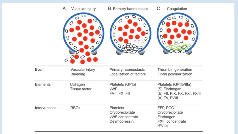Fig 1 Haemostatic processesin vivo and phase-specific interventions. ( A ) Haemorrhage occurs after vascular injury