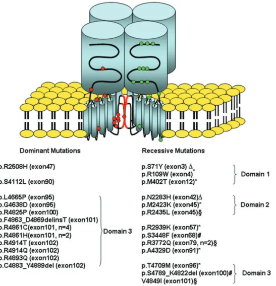 Fig. 2 Schematic representation of the skeletal muscle ryanodine receptor tetramer taken from Treves et al., 2005, with permission showing the position of the dominant and recessive RYR1 mutations identified in the patients presented in this report