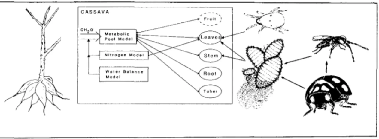 Fig. 1. The cassava systems model for Africa.