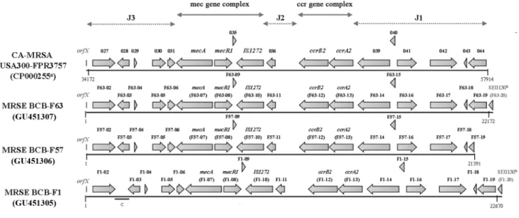 Figure 2. Structure and chromosomal coding sequence (CDS) content of staphylococcal cassette chromosome mec (SCCmec) IVa in methicillin-resistant Staphylococcus epidermidis (MRSE) strains BCB-F1, BCB-F57, and BCB-F63 and community-acquired methicillin-resi