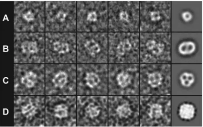 Figure 2 Single particle analysis of purified and negatively stained channel and transport proteins.