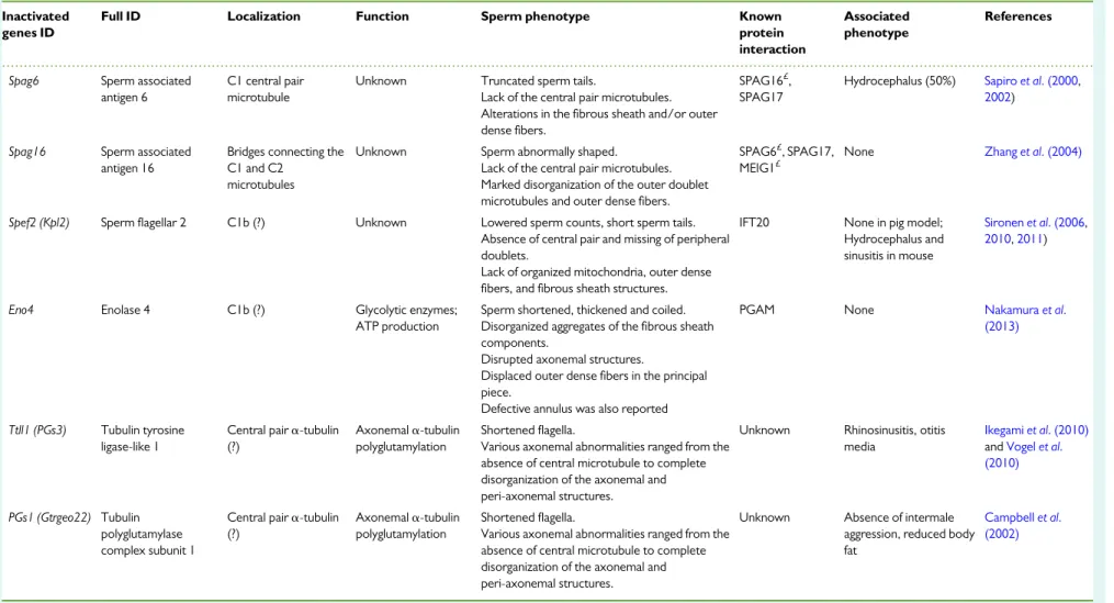 Table VII Animal models with central pair of microtubule doublet defects presenting with a DFS/MMAF-like phenotype.