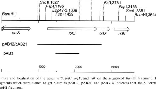 Fig. 4. Growth curves of SF4, SF4(pAB12), K12, and K12(pAB12) in minimal medium.