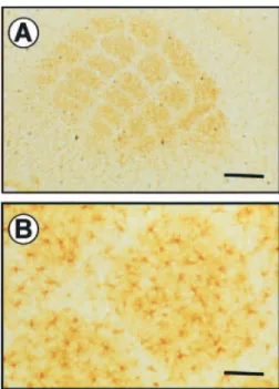 Figure 2. Glutamine synthetase (GS) immunohistochemical staining in the mouse barrel cortex at postnatal day 10