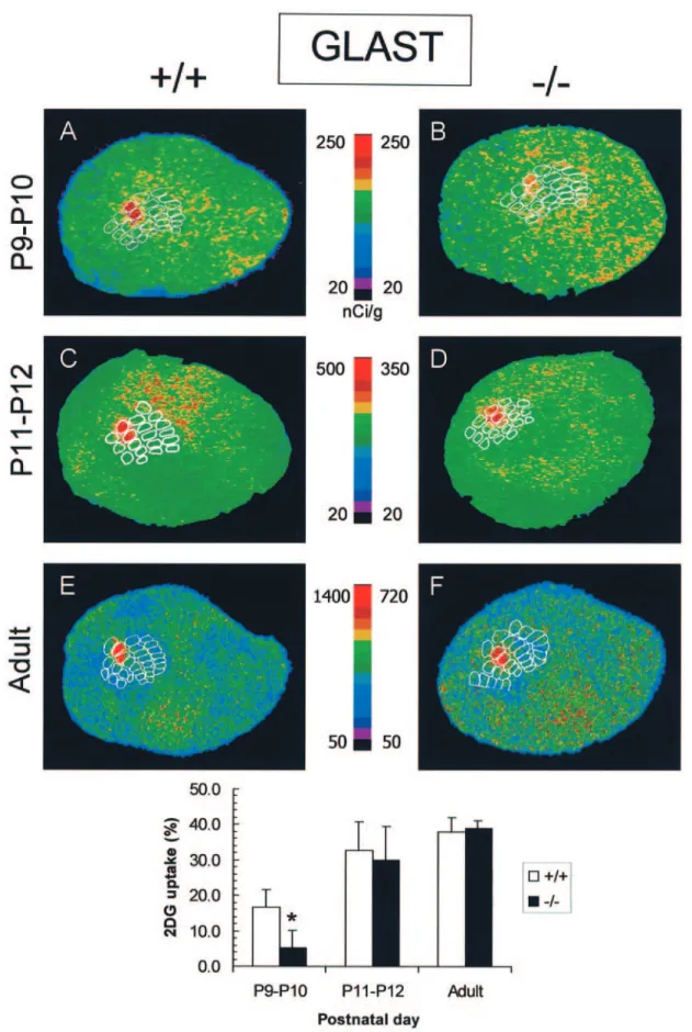 Figure 7. Effect of C1C2 whisker stimulation on 2-DG uptake in the somatosensory cortex of P9–10, P11–12 and adult GLAST +/+ and –/– mice