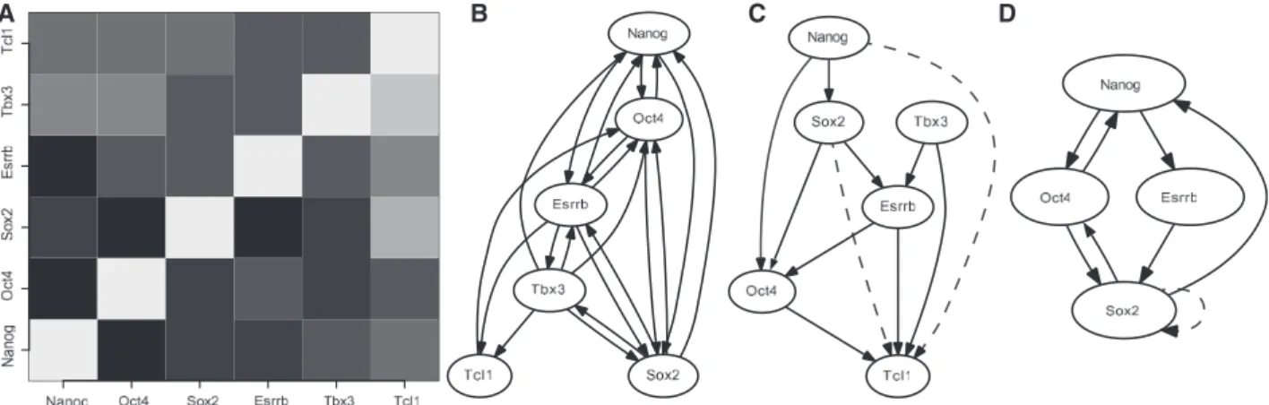 Fig. 3. (A) Adjacency matrix of the result of the network inference on the biological dataset