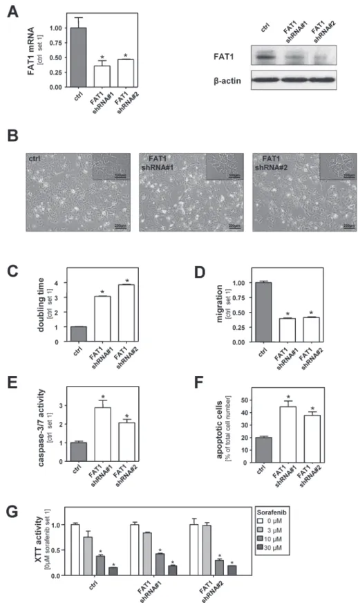 Fig. 2.  Inhibition of FAT1 expression in HCC cells. (A) FAT1 mRNA and protein expression in HCC cell clones stably transfected with FAT1 shRNA (FAT1 shRNA#1; 