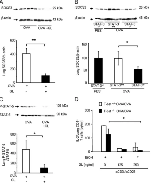 Fig. 8. GL treatment decreased IL-2 signal transduction and SOCS-3 in the lung in a murine model of asthma