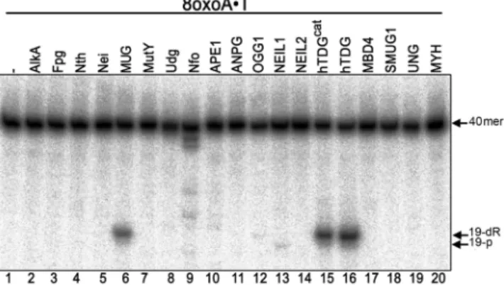Figure 1. Activity of various E. coli and human BER enzymes on 8oxoA  T oligonucleotide duplex