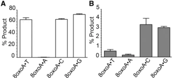 Table 1. Pre-steady-state kinetic parameters of the hTDG, hTDG cat and MUG proteins acting on various DNA substrates