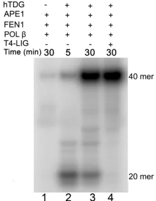 Figure 3. In vitro reconstitution of the BER pathway using 8oxoA  T duplex DNA substrate