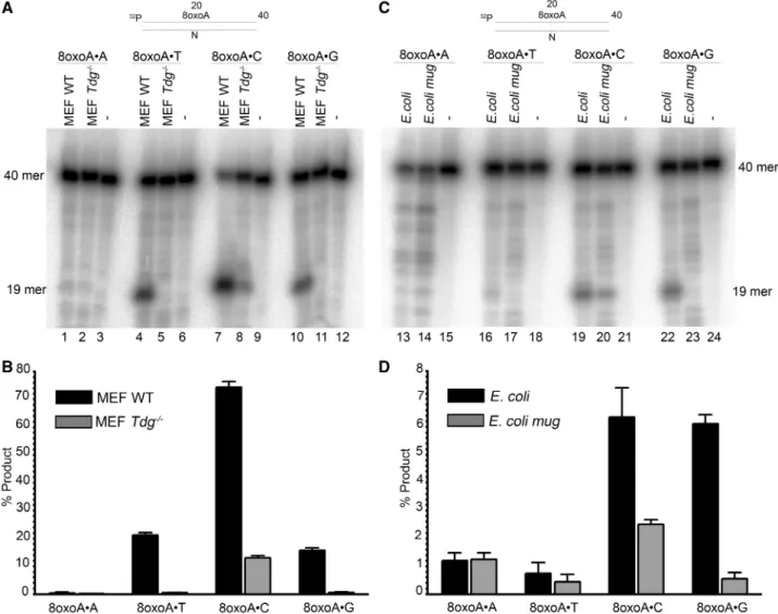 Figure 4. DNA repair activities towards 8oxoA containing duplex oligonucleotides in extracts from E