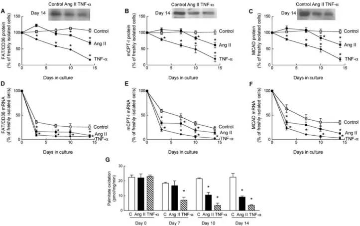 Figure 2 Both Ang II and tumour necrosis factor-a (TNF-a) reduce expression of key regulatory proteins of fatty acid oxidation, but with different time-course.