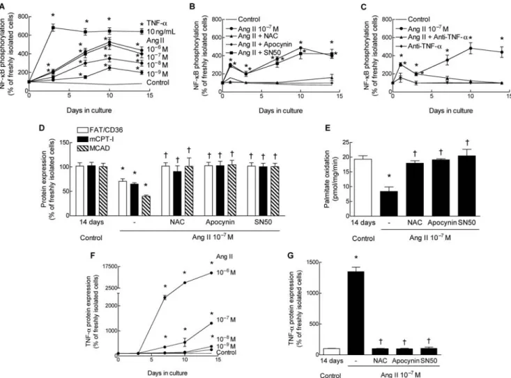 Figure 3 Ang II elicits phosphorylation of NF-kB, downregulation of the fatty acid oxidation pathway, and enhancement of expression of TNF-a in a ROS- ROS-dependent manner