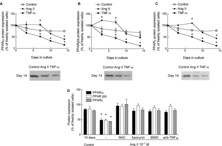 Figure 5 Effect of Ang II and TNF-a on protein expression of PPARa (A), PPARb/d (B), and PPARg (C )