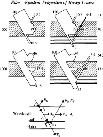 FIG. 2. Leaf model for TussUago farfara L. with hairs on the lower surface (right) and the hairs removed (left)