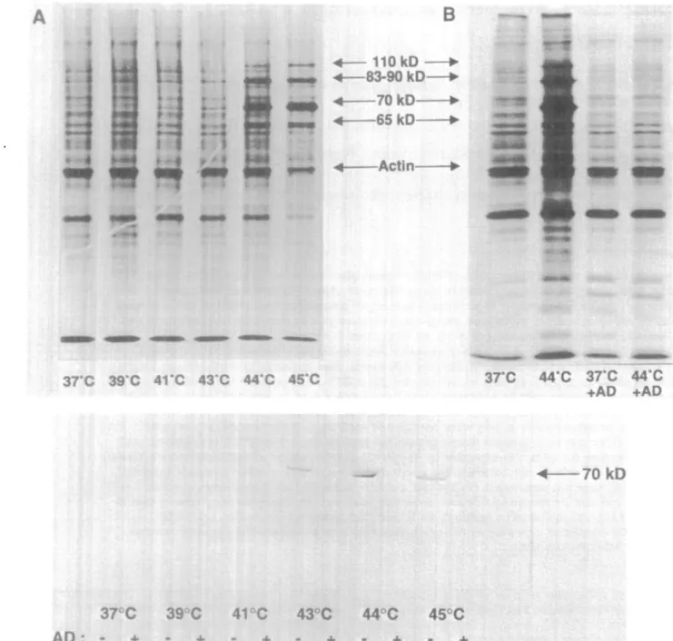 Fig.  1 . (A) Human monocytes were exposed to the indicated temperatures for 20 min, allowed to recover for 2 h, labeled with [^SJmethionine (9 /tCi/ml) for 90 min, washed and rysed in SDS buffer