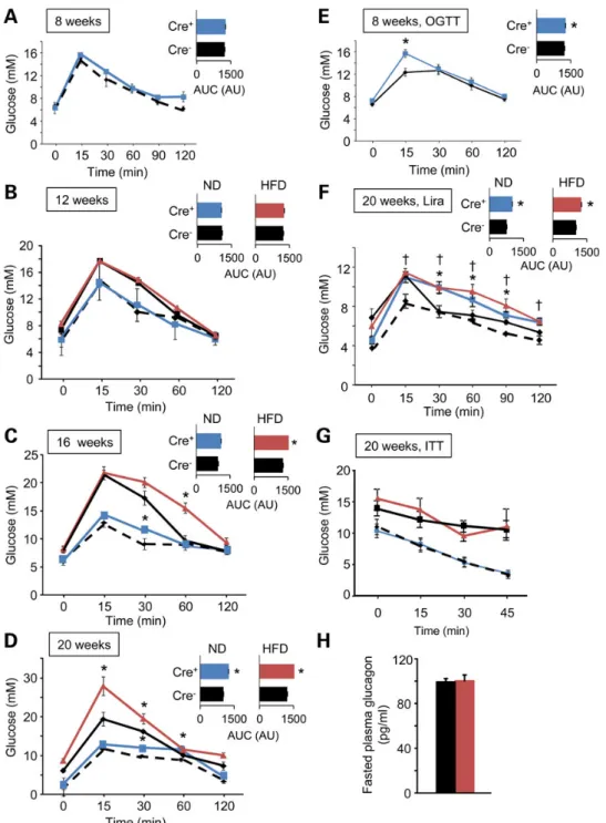 Fig. 1E). Consistent with a more marked effect via altered incretin responses, the glucose excursion prompted by elevated glucose (1 g/kg) plus the GLP-1 analogue liraglutide (200 µg/kg) (52) was particularly strongly affected by Tcf7l2 deletion (Fig