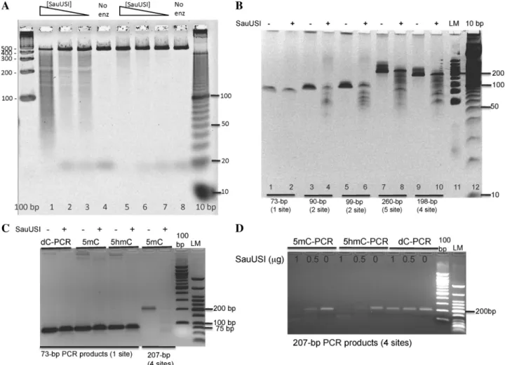 Figure 5. SauUSI digestion of 5mC- or 5hmC-containing PCR DNA. (A) Sixty nanograms of a 436-bp substrate DNA was digested with 1, 0.5 and 0.25 mg of SauUSI REase in NEB Buffer 4 with 1 mM ATP for 2 h at 37  C (lanes 1, 2, 3 and 5, 6, 7, respectively)