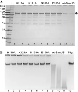 Figure 6. Protein gel analysis of SauUSI variants and activity assay.