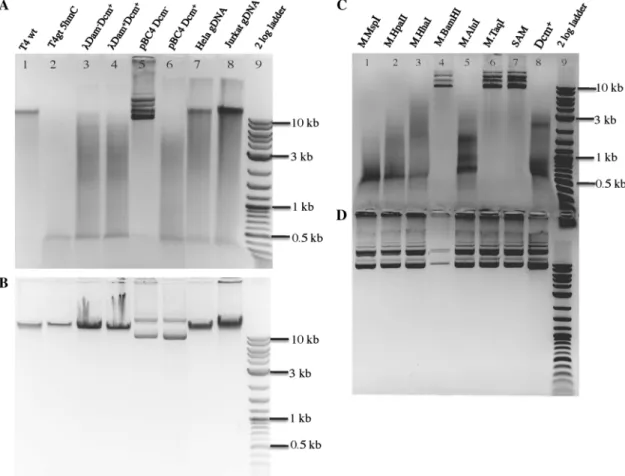 Figure 1B shows the undigested DNA substrates.