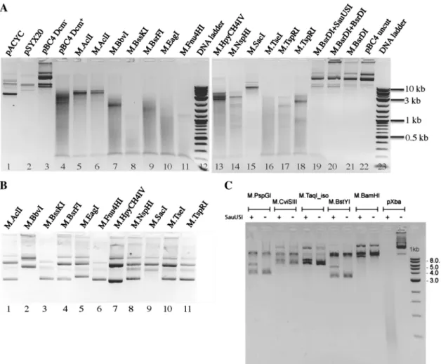 Figure 2. SauUSI digestion of 5mC-modiﬁed plasmid DNAs. (A) Plasmids prepared from co-transformants of pACYC-M (or pSYX20-M) and pBC4 were digested by SauUSI for 1 h at 37  C and the digested DNAs were analyzed on a 1% agarose gel
