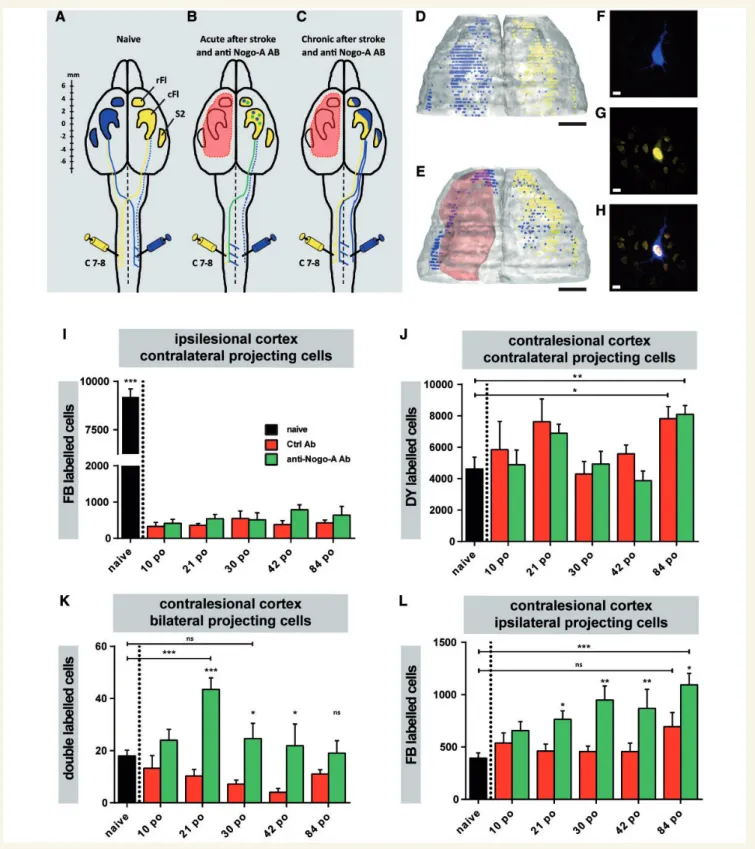 Figure 2 The somatotopic representation and cell count of the forelimb motor cortex after bilateral retrograde tracing from the cervical level C7–C8 (Fast Blue: right spinal cord, Diamidino Yellow: left spinal cord) of naive animals and animals at differen