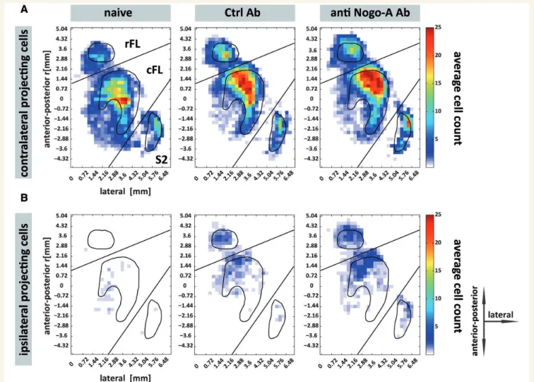 Figure 4 Average false colour coded heat map of the spatial distribution (dorsal 2D view) and cell density of contralateral projecting Diamidino Yellow cells (A) and ipsilateral projecting Fast Blue cells (B), for naive animals (n = 6) and animals 84 days 