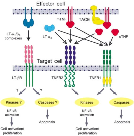 Fig. A1 TNF-α, LT-α and their receptors. TNF-α is produced as a 26 kDa membrane-associated protein (mTNF), which is cleaved and released as a soluble 17 kDa protein (sTNF) by specific metalloproteinases, such as TNF- α -converting enzyme (TACE)