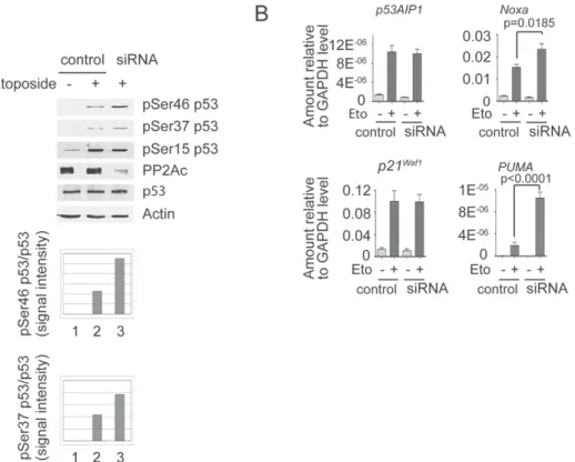 Fig. 4.  PP2Ac overexpression in HCV transgenic mice impairs p53  phosphorylation upon Etopophos injection