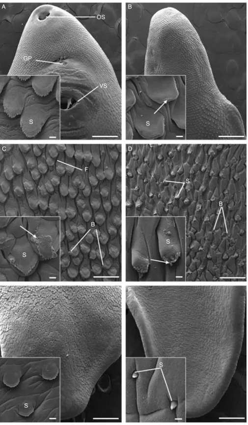 Fig. 2. A –F, Scanning electron micrographs of the tegumental surface of adult triclabendazole-resistant Fasciola hepatica, 72 h p.t