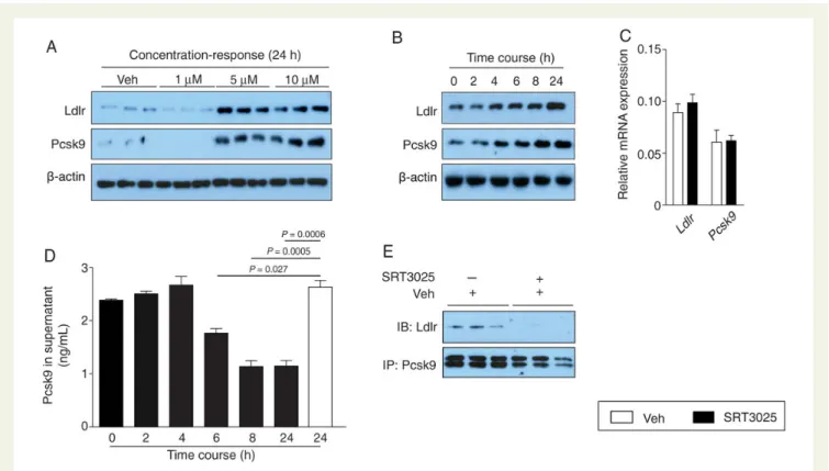 Figure 4 SRT3025 increases Ldlr expression in AML12 hepatocytes and decreases Pcsk9 in the supernatant