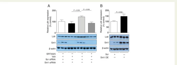 Figure 6 Sirt1 knockdown reduces and Sirt1 overexpression enhances SRT3025-induced increase in Ldlr expression in AML12 hepatocytes.
